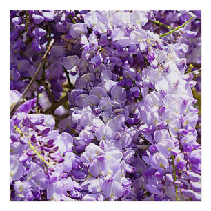 Wisteria Purple Floral Blossom Tree Violet Poster