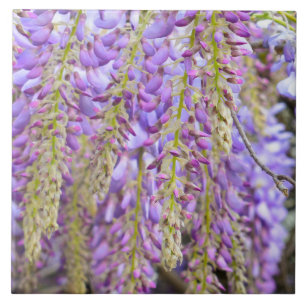 Wisteria Purple Flowers French Floral Petals Tile