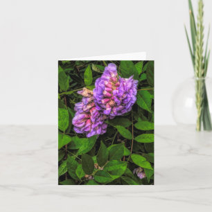 Wisteria @ Stenton House Museum & Garden Notecard
