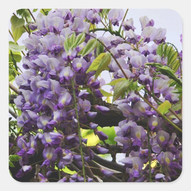 Wisteria Vine Sticker (Front)