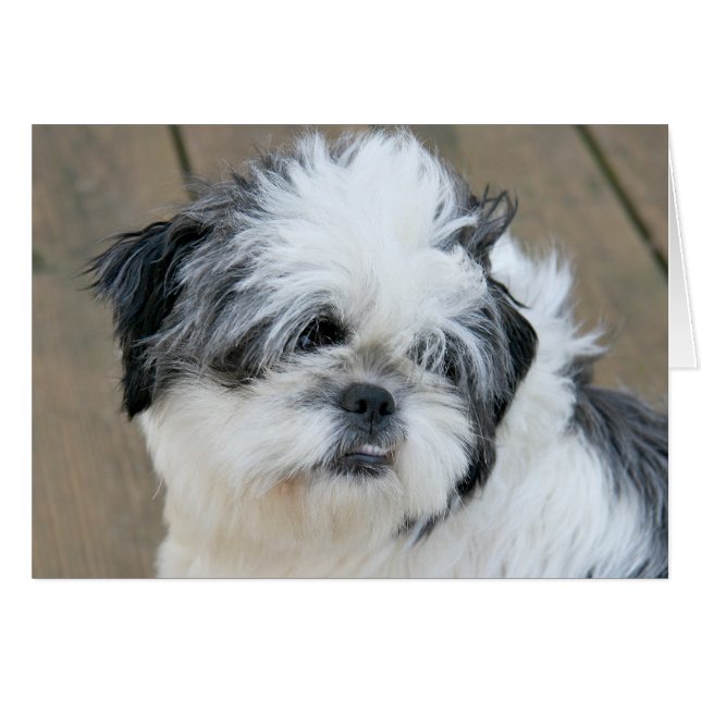 Wistful Shih Tzu (Front Horizontal)