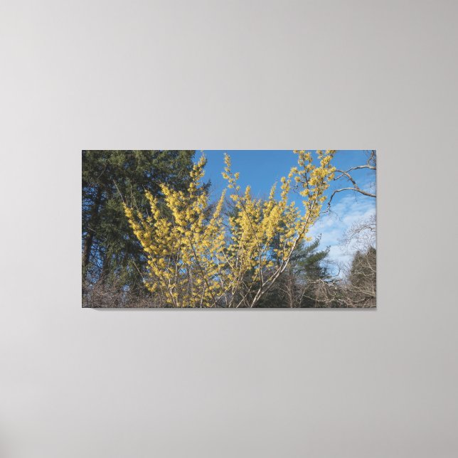 Witch Hazel Bush Canvas Print (Front)