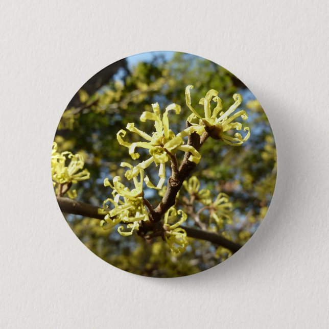 Witch Hazel Flowers 2 Inch Round Button (Front)