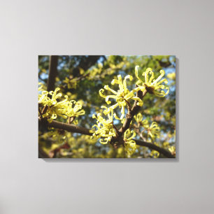 Witch Hazel Flowers Canvas Print