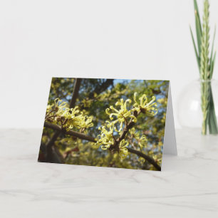 Witch Hazel Flowers Card