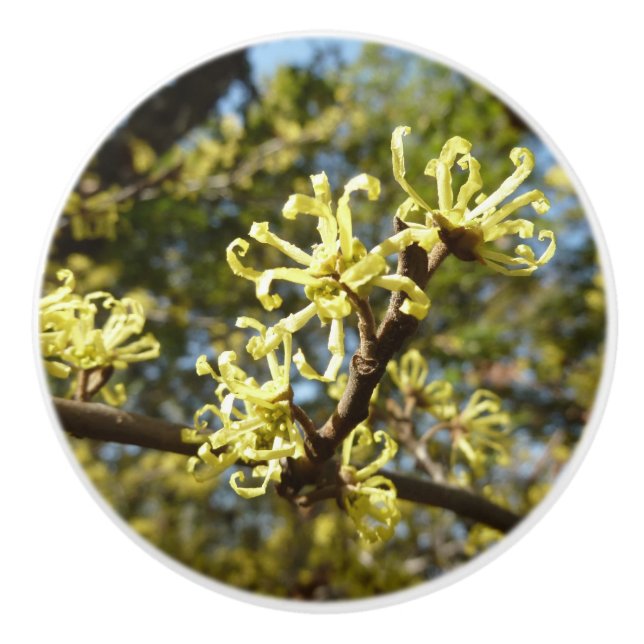 Witch Hazel Flowers Ceramic Knob (Front)