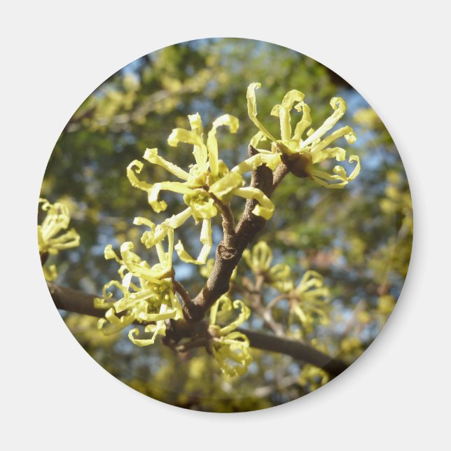 Witch Hazel Flowers Magnet (Front)
