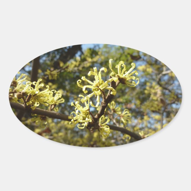 Witch Hazel Flowers Oval Sticker (Front)
