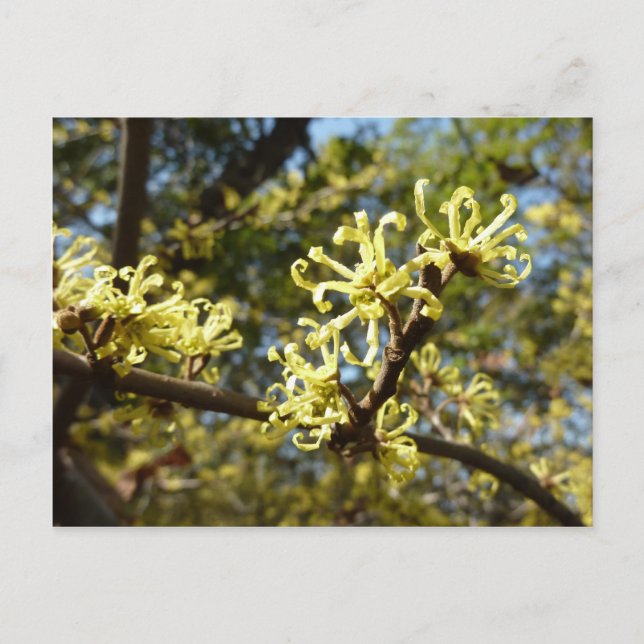 Witch Hazel Flowers Postcard (Front)