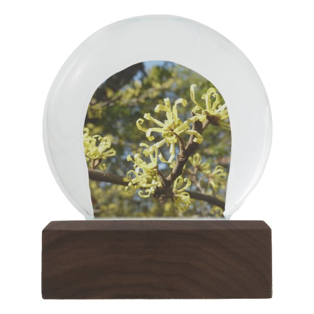 Witch Hazel Flowers Snow Globe (Front)