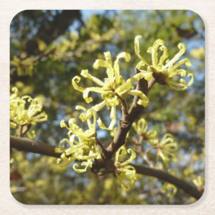 Witch Hazel Flowers Square Paper Coaster