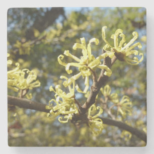 Witch Hazel Flowers Stone Coaster