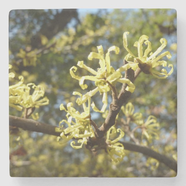 Witch Hazel Flowers Stone Coaster (Front)