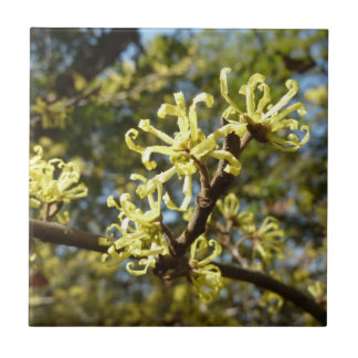 Witch Hazel Flowers Tile