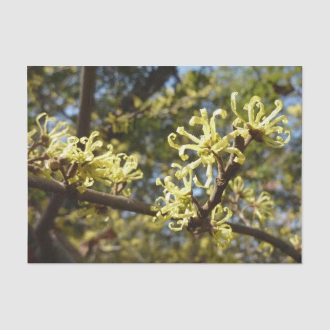 Witch Hazel Flowers Tissue Paper (Front)