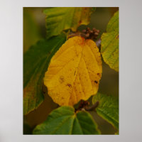 Witch Hazel Poster