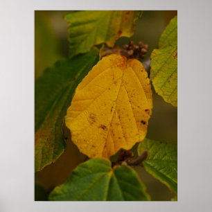 Witch Hazel Poster