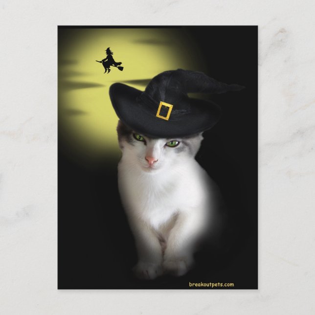 Witch Kitten Postcard (Front)