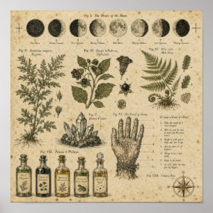 Witchcore Moon Phases Botanical Plate Poster