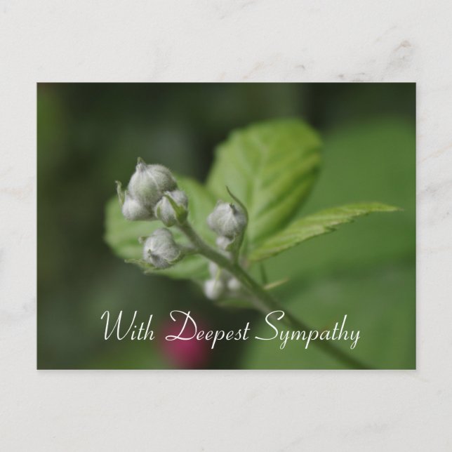 with deepest sympathy,summer wild raspberry flower postcard (Front)