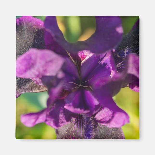 Within An Iris Magnet (Front)