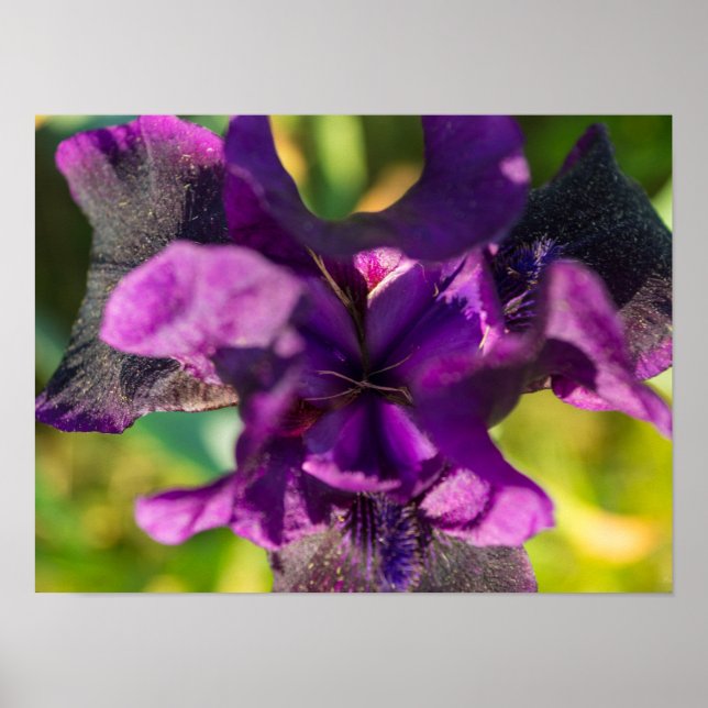 Within An Iris Poster (Front)