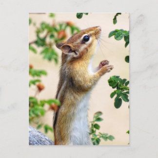 Within Reach - Chipmunk Postcard