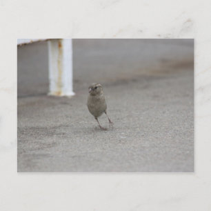 Woah Sparrow! Postcard