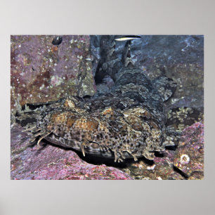 Wobbegong Close Up Poster