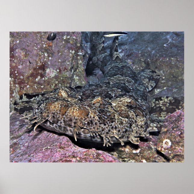 Wobbegong Close Up Poster (Front)