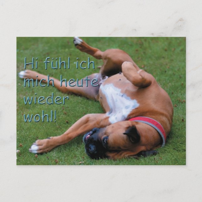 Wohlfühlboxer Postcard (Front)