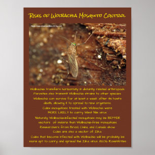 Wolbachia Mosquito Control Risks by RoseWrites Poster