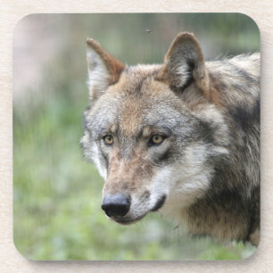 Wolf 001 coaster