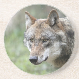 Wolf 001 coaster