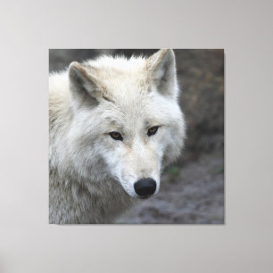 Wolf_015 Canvas Print