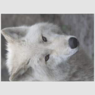Wolf_015 Tissue Paper