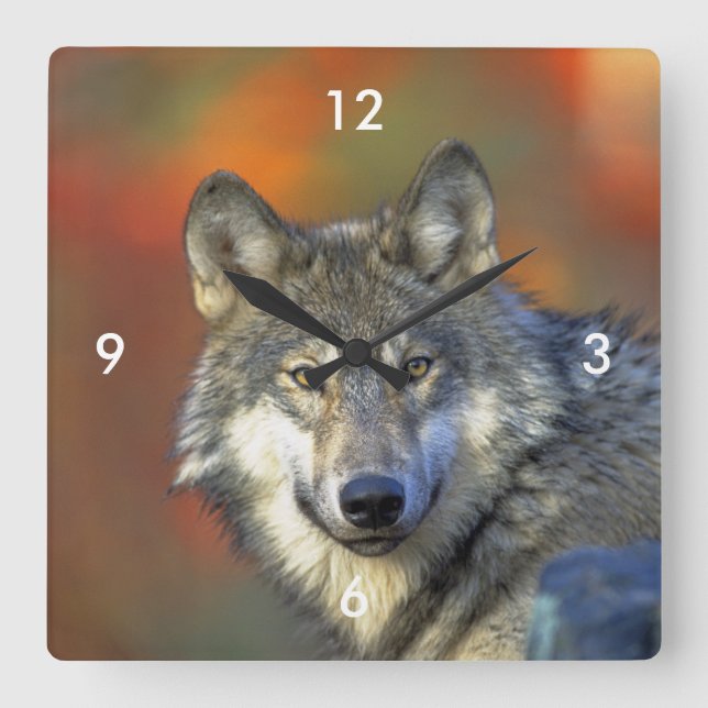 Wolf_2015_0302 Square Wall Clock (Front)