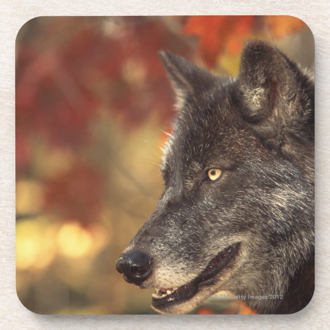 Wolf 2 coaster (Front)