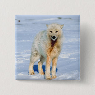 Wolf 2 Inch Square Button