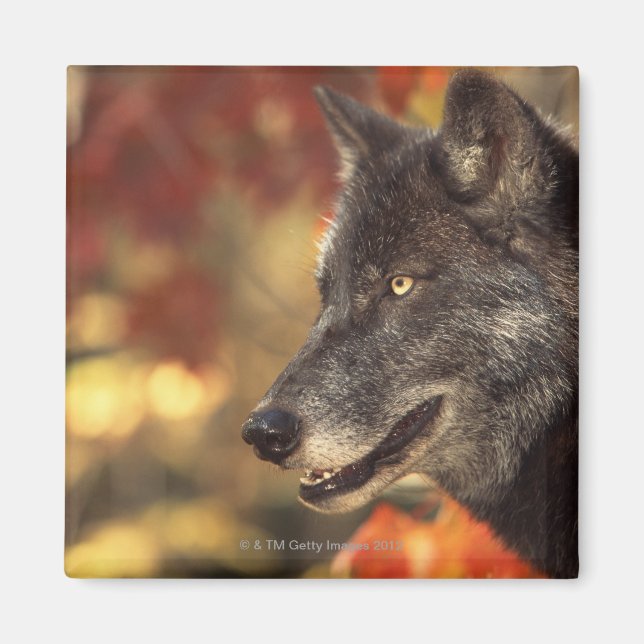 Wolf 2 magnet (Front)