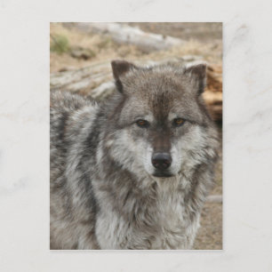 wolf animal face eyes canine forest zoo park postcard