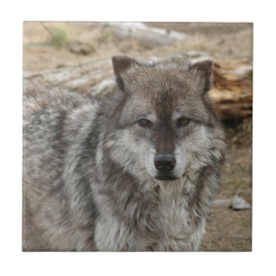 wolf animal face eyes canine forest zoo park tile