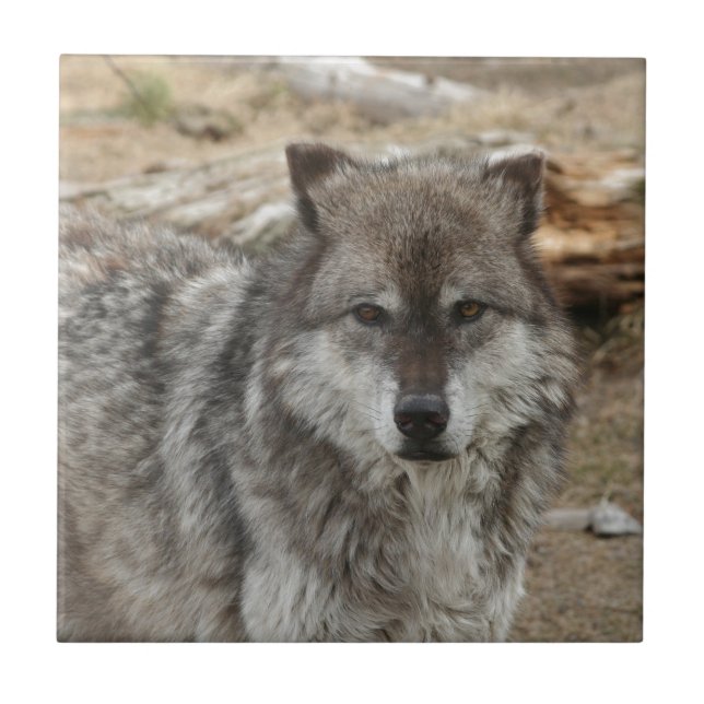 wolf animal face eyes canine forest zoo park tile (Front)