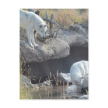 Wolf Animals Peace Love Nature Park Wolves Destiny