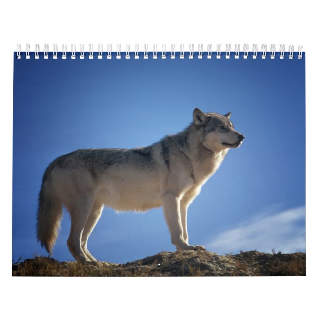 Wolf Calendar, Wolf Calendar (Cover)