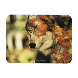 Wolf (Canis lupus) Autumn Colour Magnet