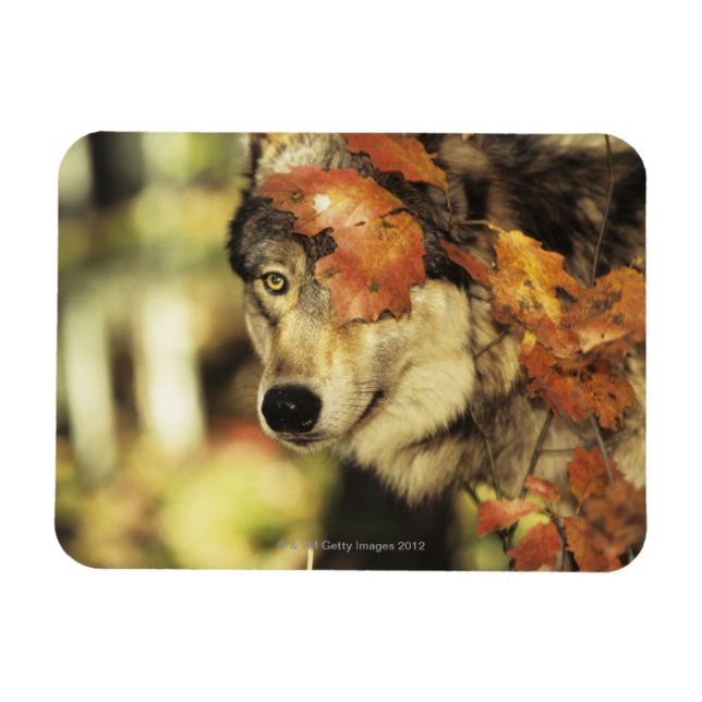 Wolf (Canis lupus) | Autumn Colour Magnet (Horizontal)