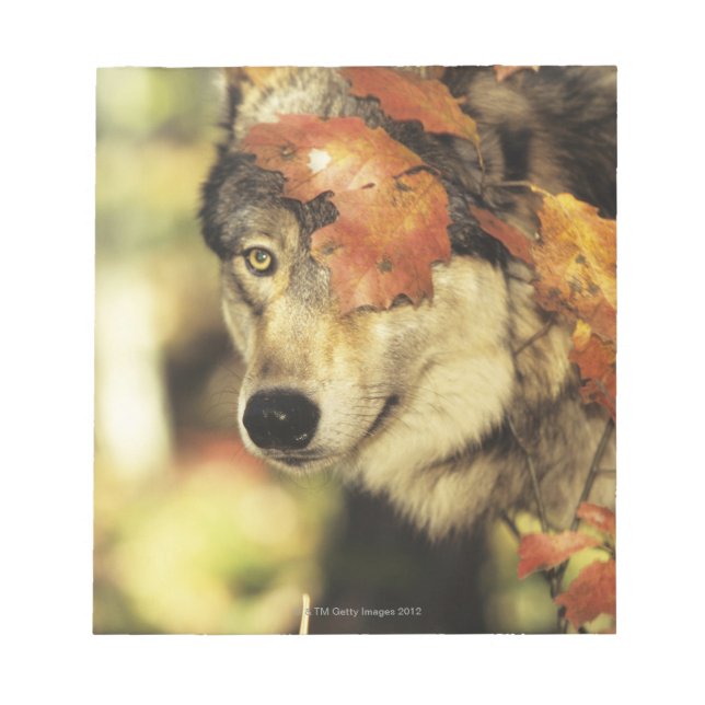 Wolf (Canis lupus) | Autumn Colour Notepad (Front)