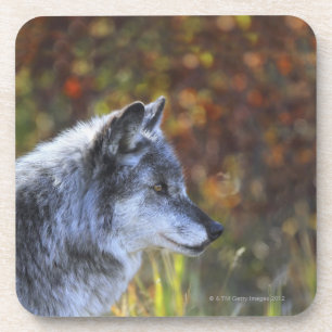 Wolf (Canis Lupus) Coaster
