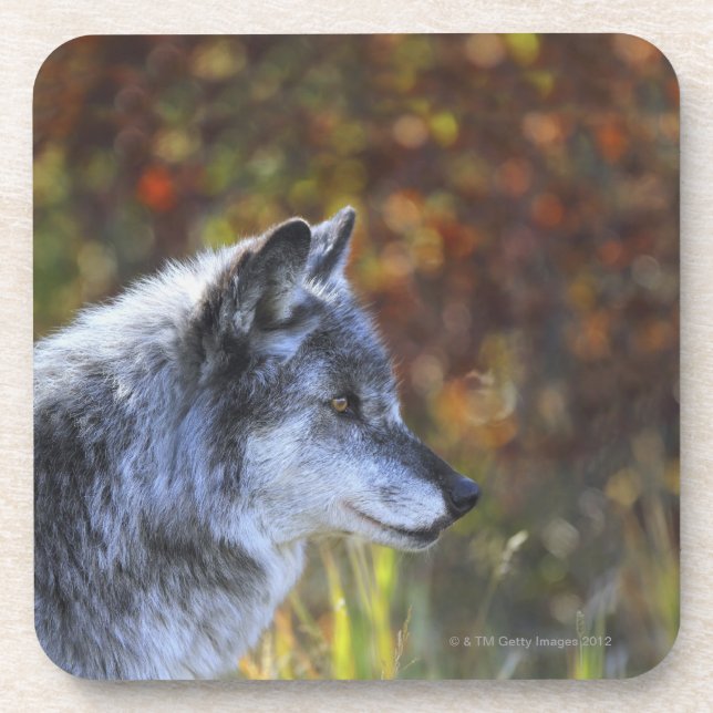 Wolf (Canis Lupus) Coaster (Front)